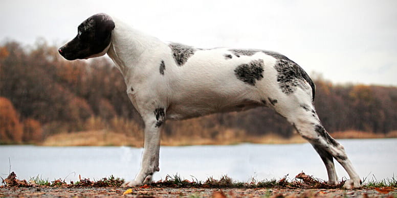 Louisiana Catahoula Leopard Dog Temperament Z chter Preis Bilder louisiana-catahoula-leopard-dog-temperament-z-chter-preis-bilder